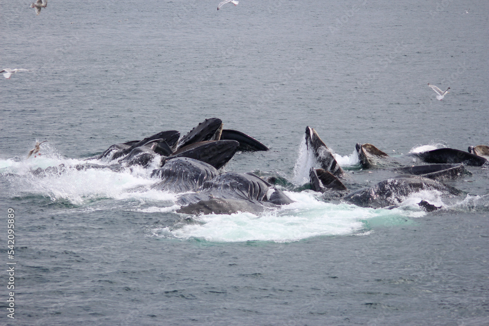 Fototapeta premium View of the mouths of humpback whales while bubble feeding in Alaskan waters