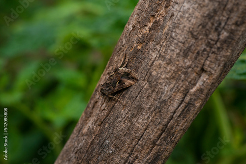 Moth hiding on a garden plot