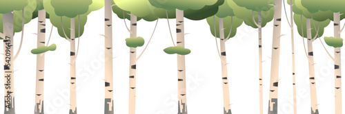 Thickets of birches. Isolated on white background. Summer landscape forest and trees. horizontal composition.Nature view. Cartoon fun style. Flat design. Vector