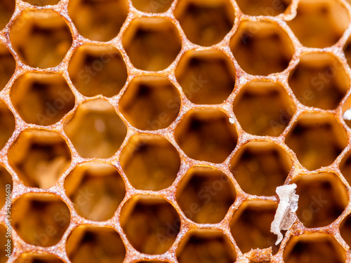 honey comp bee keeping