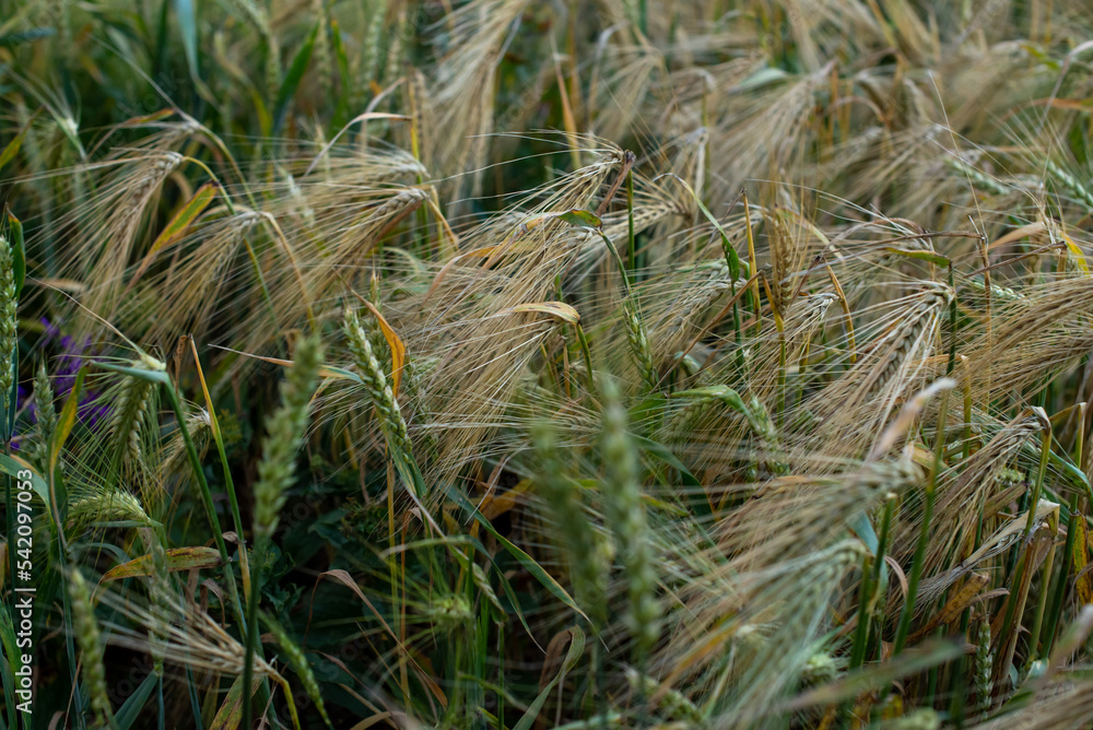 A field of ripening wheat at sunset in rainy weather in summer, close up