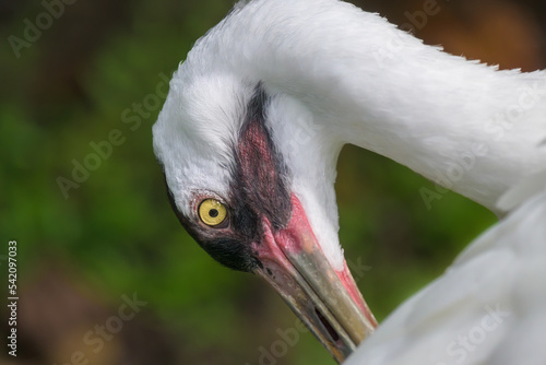 Close-up head shot photography of a whooping crane. Selective focus on the eye. photo