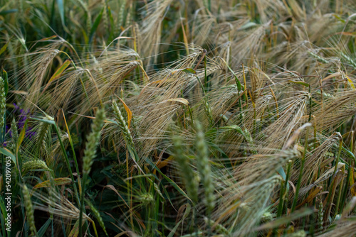 A field of ripening wheat at sunset in rainy weather in summer, close up