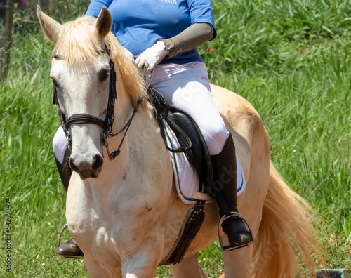 Horseback riding on a sunny day. Dressage training. Woman riding a white lusitano horse.