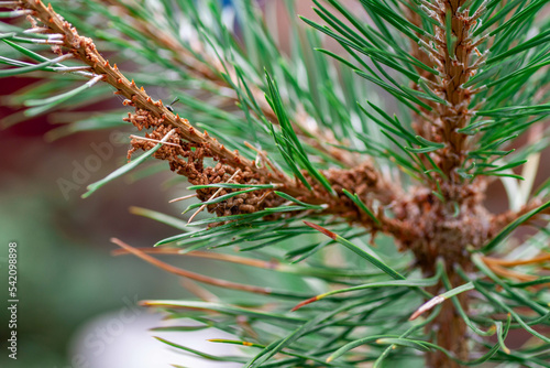 Diseases of coniferous trees - parasites of pine wood scleroderriosis, pine spinner, sclerophomosis and diplodiasis. aphids on the trunk and branches of pine, diseases and pests of trees and plants photo