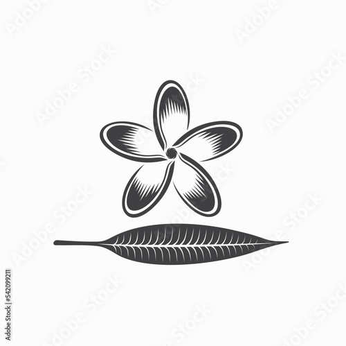 illustration of frangipani flower, vector art.