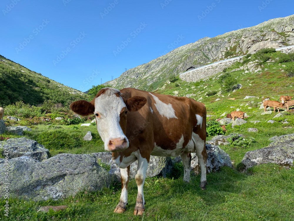 Domestic cows during summer grazing on high alpine pastures in the area of the mountain St. Gotthard Pass (Gotthardpass) mountain area, Airolo - Canton of Ticino (Tessin), Switzerland (Schweiz)