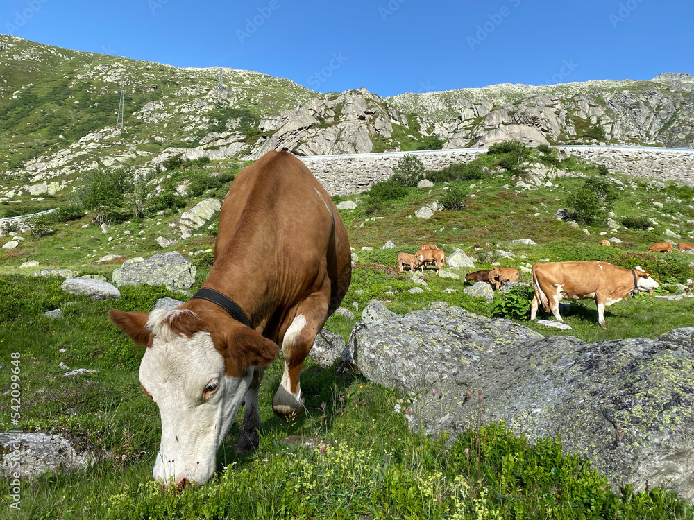 Obraz premium Domestic cows during summer grazing on high alpine pastures in the area of the mountain St. Gotthard Pass (Gotthardpass) mountain area, Airolo - Canton of Ticino (Tessin), Switzerland (Schweiz)