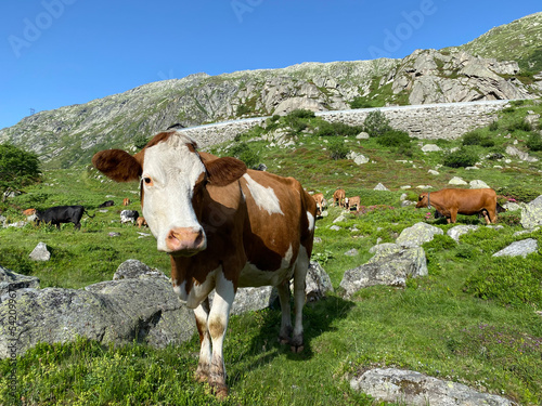 Domestic cows during summer grazing on high alpine pastures in the area of the mountain St. Gotthard Pass  Gotthardpass  mountain area  Airolo - Canton of Ticino  Tessin   Switzerland  Schweiz 