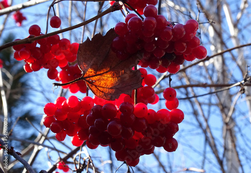 Ripe, red viburnum berries grows on a bush
