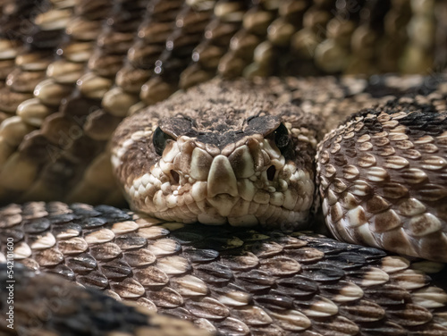 close up of a coiled adult Eastern diamond-back rattlesnake photo