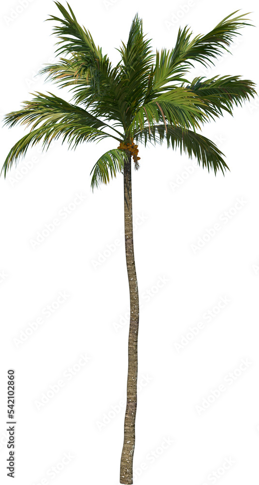 Obraz premium Coconut tree palm cutout