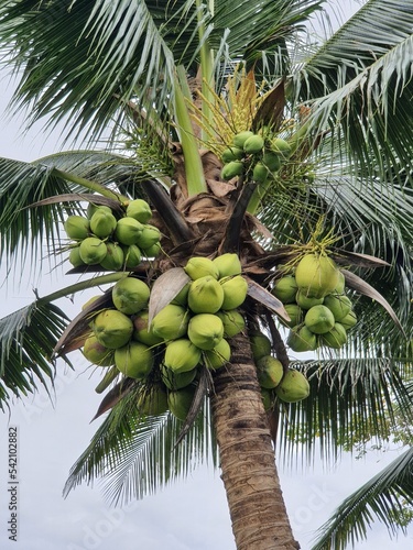 bunch of fresh green coconut fruit up on coconut tree 