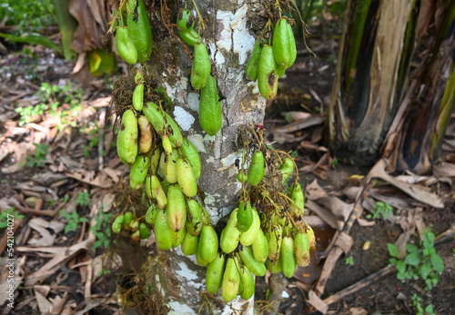 star fruit wuluh still attached to the tree. photo