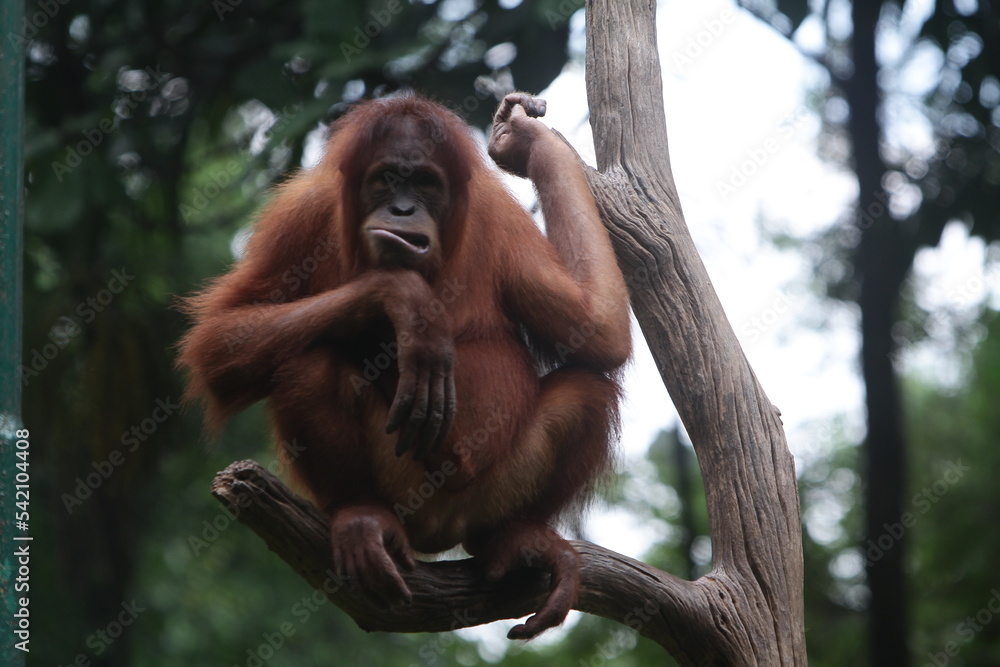 Naklejka premium Bad mood