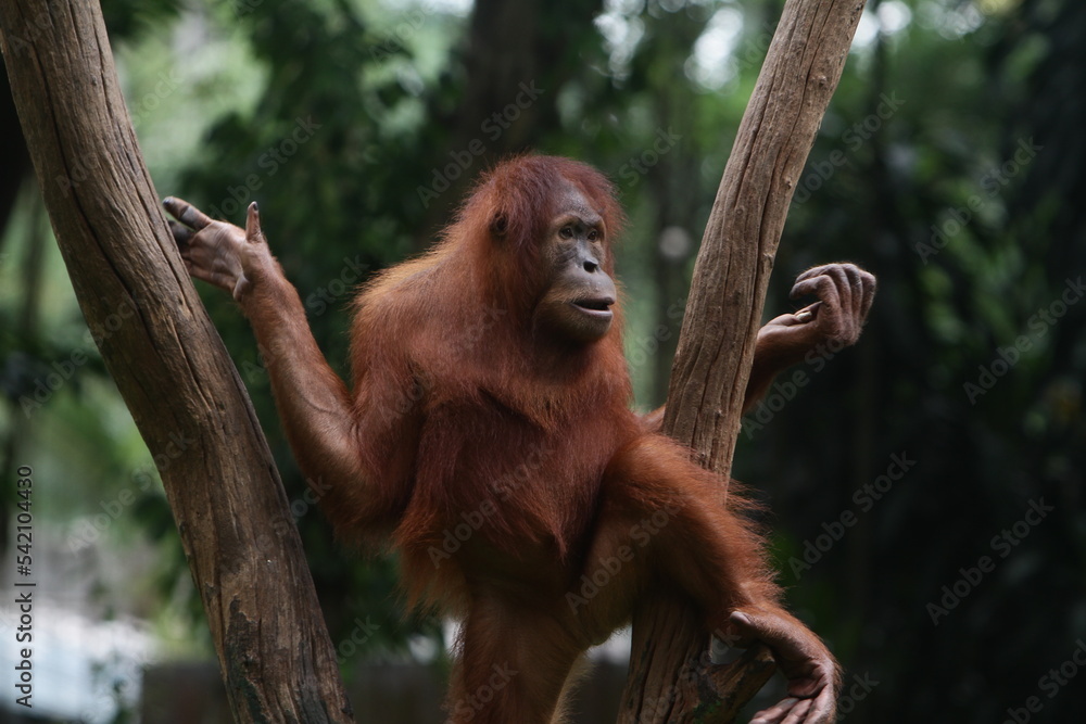 Naklejka premium Shocking face