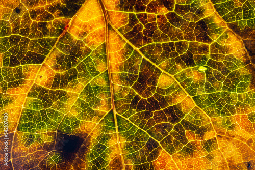  Close-up of Autumn Aspen Leaf photo