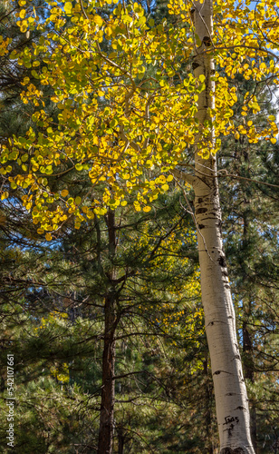 Yellow Autumn Aspen Trees in Arizona
