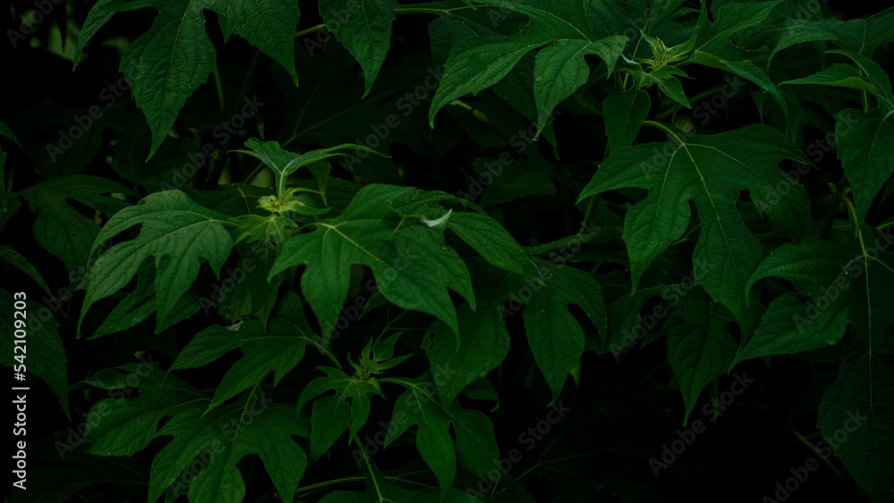 Close up foliage background of tropical leaves Close up foliage background of tropical leaves