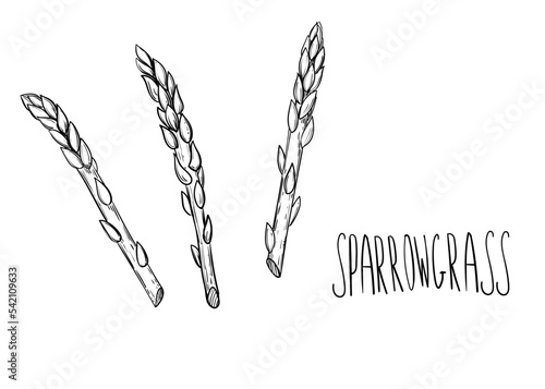 Hand drawn sketch black and white asparagus, grass, sparrowgrass. Vector illustration. Elements in graphic style label, card, sticker, menu, package.