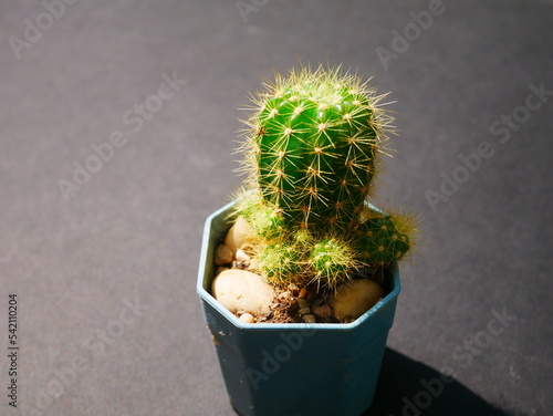 Beautiful cactus in the pot on black background stock photo.