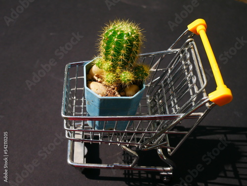Beautiful cactus in the pot on black background stock photo.