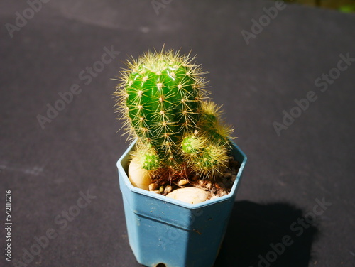 Beautiful cactus in the pot on black background stock photo.