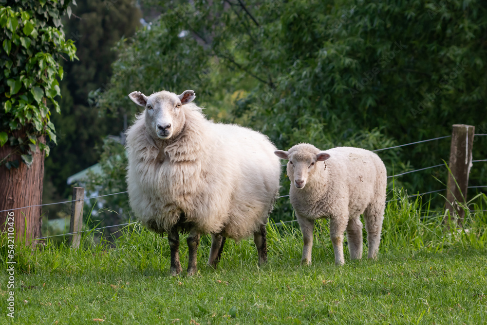 Sheep in a grassy green field, Gisborne, New Zealand Sheep in a grassy green field, Gisborne, New Zealand