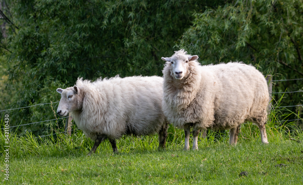 Sheep in a grassy green field, Gisborne, New Zealand Sheep in a grassy green field, Gisborne, New Zealand