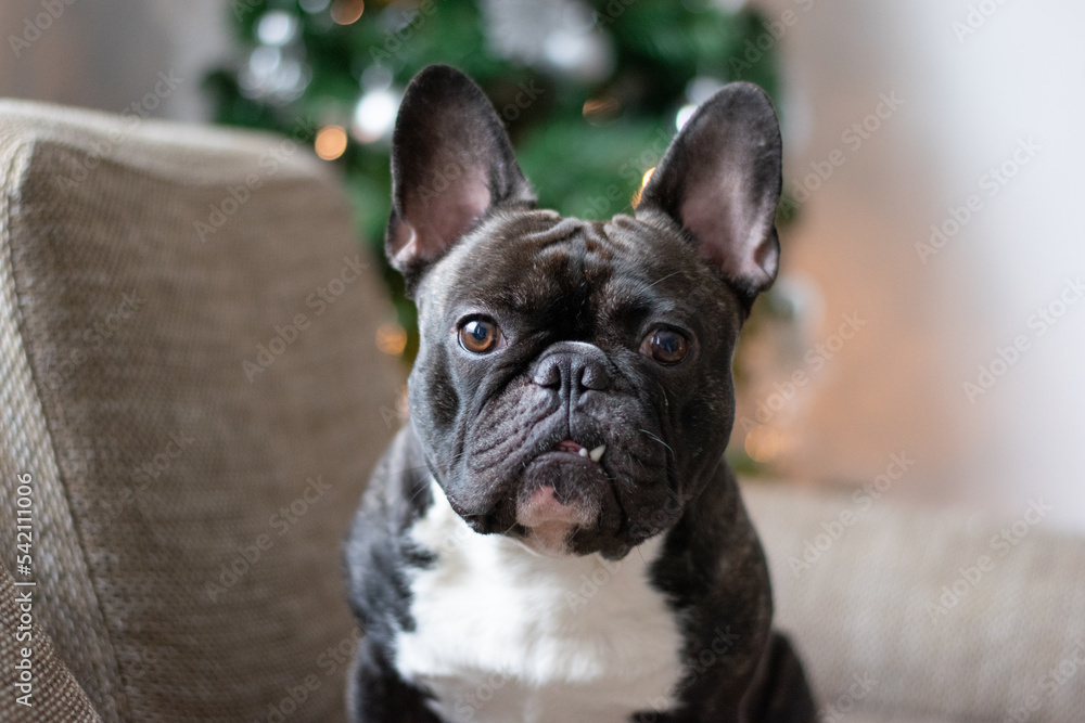 french bulldog portrait