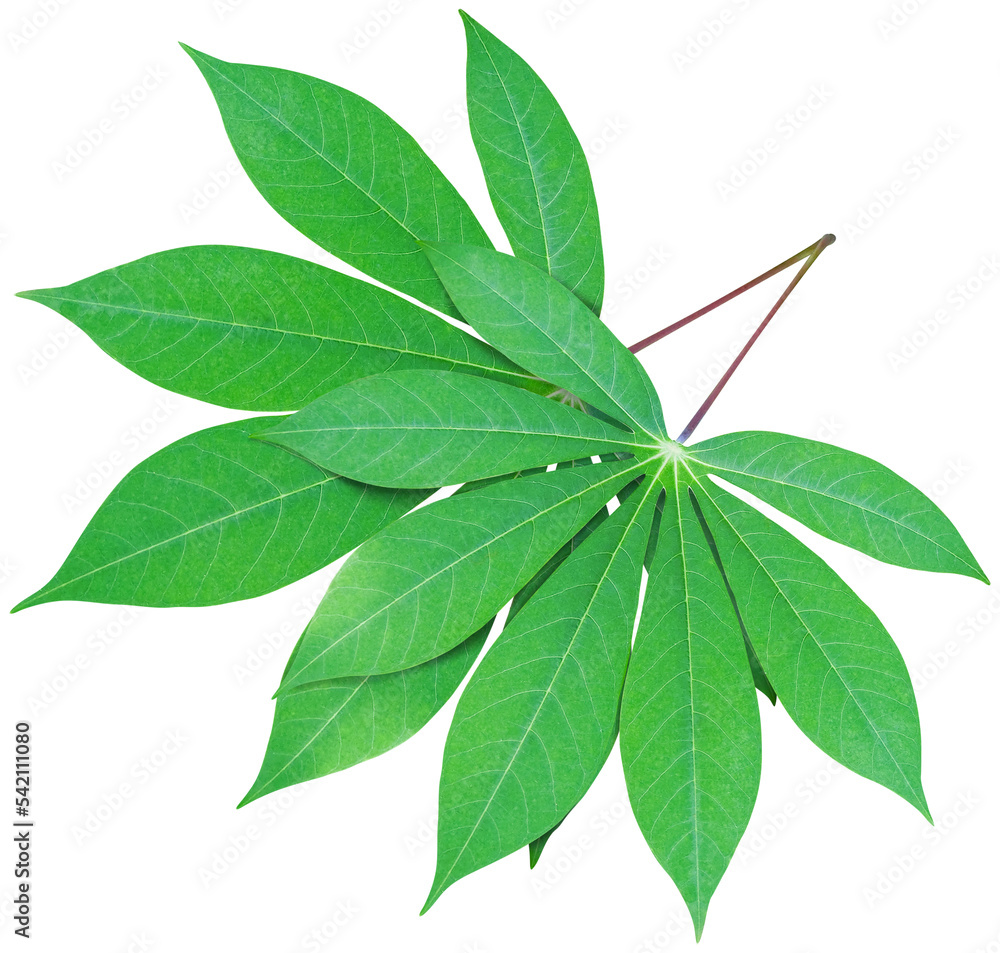 cassava leaf, green leaf transparent.