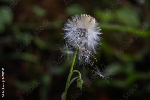 Dandelion seed head in the forest