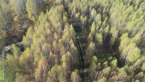 Road in the autumn forest. Drone view.