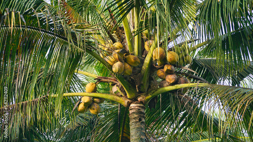 Coconut tree with green coconuts, Coconuts for fresh drinks, coconut cluster on coconut tree - Cocos nucifera