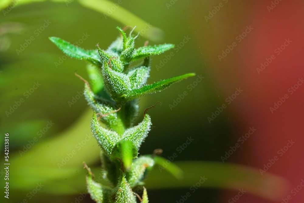 Macro photography, oil from flowers, cannabis plants Macro photography, oil from flowers, cannabis plants