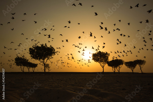 Sunset sunrise free flying birds