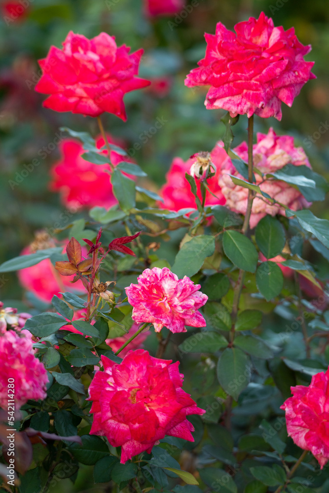 薔薇 薔薇