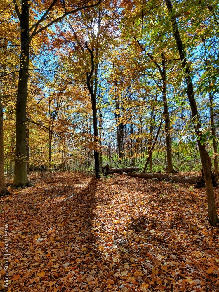 Vertical Shot of Sunlight Over Autumn Forest Floor