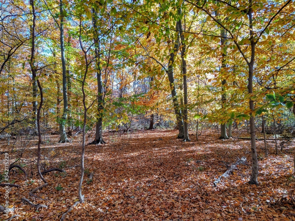 Spots of Sunlight in Bright Autumn Forest Spots of Sunlight in Bright Autumn Forest