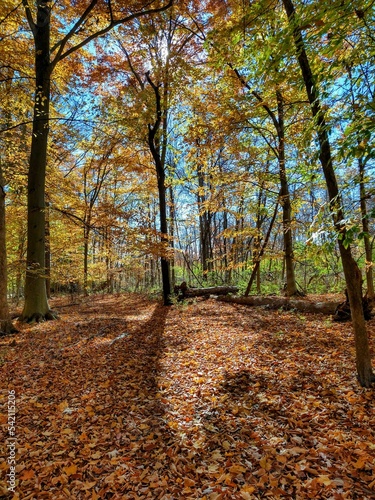Vertical Shot of Sunlight Over Autumn Forest Floor