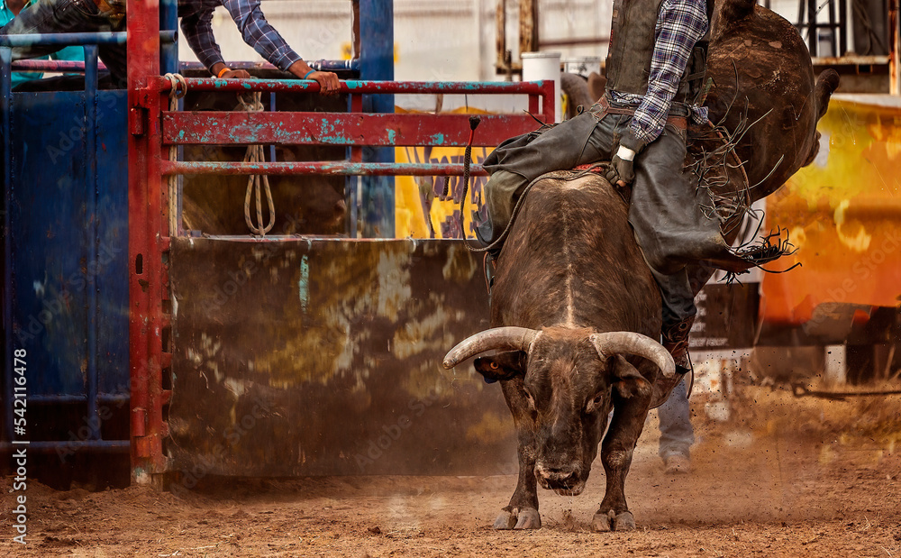 Fototapeta premium Bull Riding Cowboy At Australian Country Rodeo