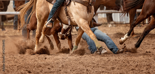 Calf Being Wrangled To The Dirt In An Australian Country Rodeo Event photo
