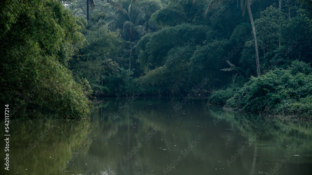 River surrounded by dense of trees River surrounded by dense of trees