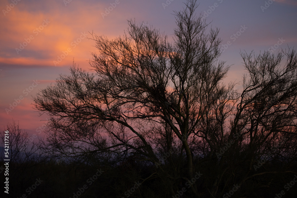 Colorful sky at dusk through shrub