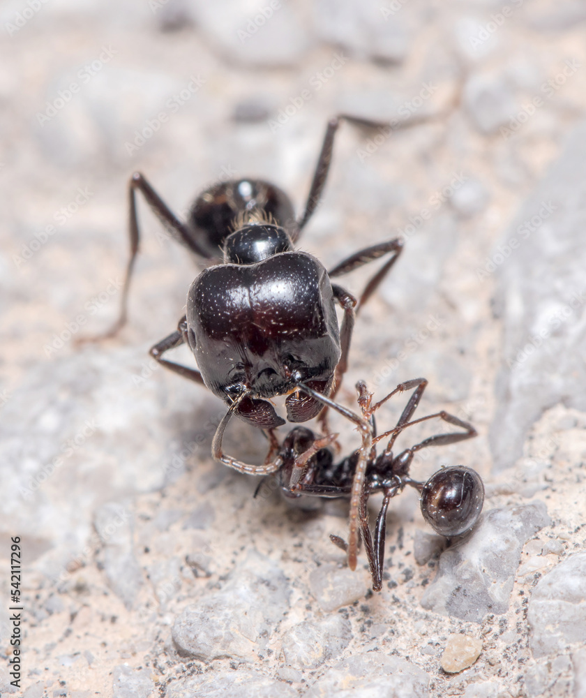 Messor barbarus ants fighting on a concrete floor Messor barbarus ants fighting on a concrete floor