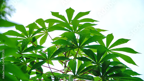 Cassava leaves with young leaf shoots that contain many benefits for the human body - Manihot esculenta Leaves