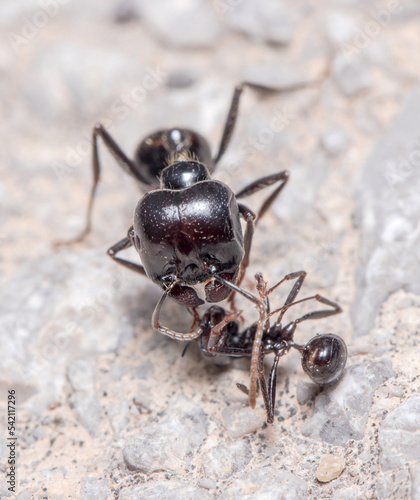 Messor barbarus ants fighting on a concrete floor
