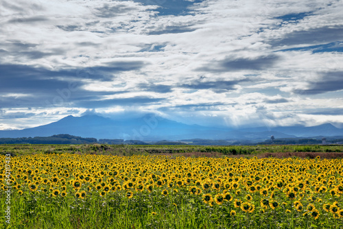 Mountains seen from the sunflower field