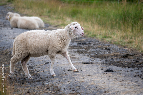 Fototapeta Naklejka Na Ścianę i Meble -  Eating sheep looking for grass in Hokkaido