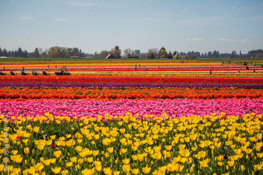 Colorful fields of tulips in bloom at tulip farm